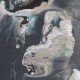 Tortue émergeant des flots - Reproduction HD sur toile - 15 x 30